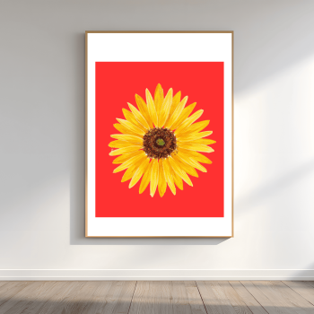 მზესუმზირა